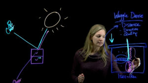 Carolyn Breece, Faculty Research Assistant, College of Agricultural Sciences – Still from Honey Bees “Waggle Dance” Lightboard video]
